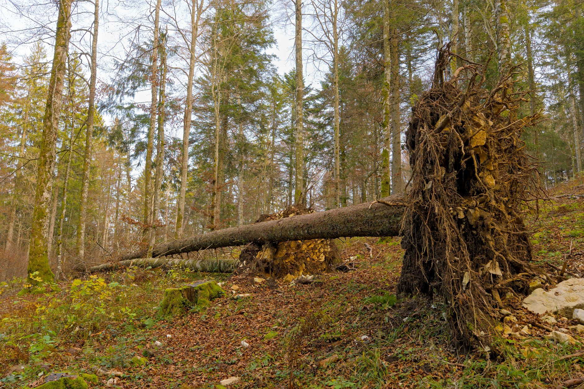 Enlèvement arbre urgence à Lunel